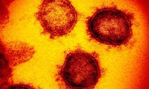 1000-coronavirus-500x300